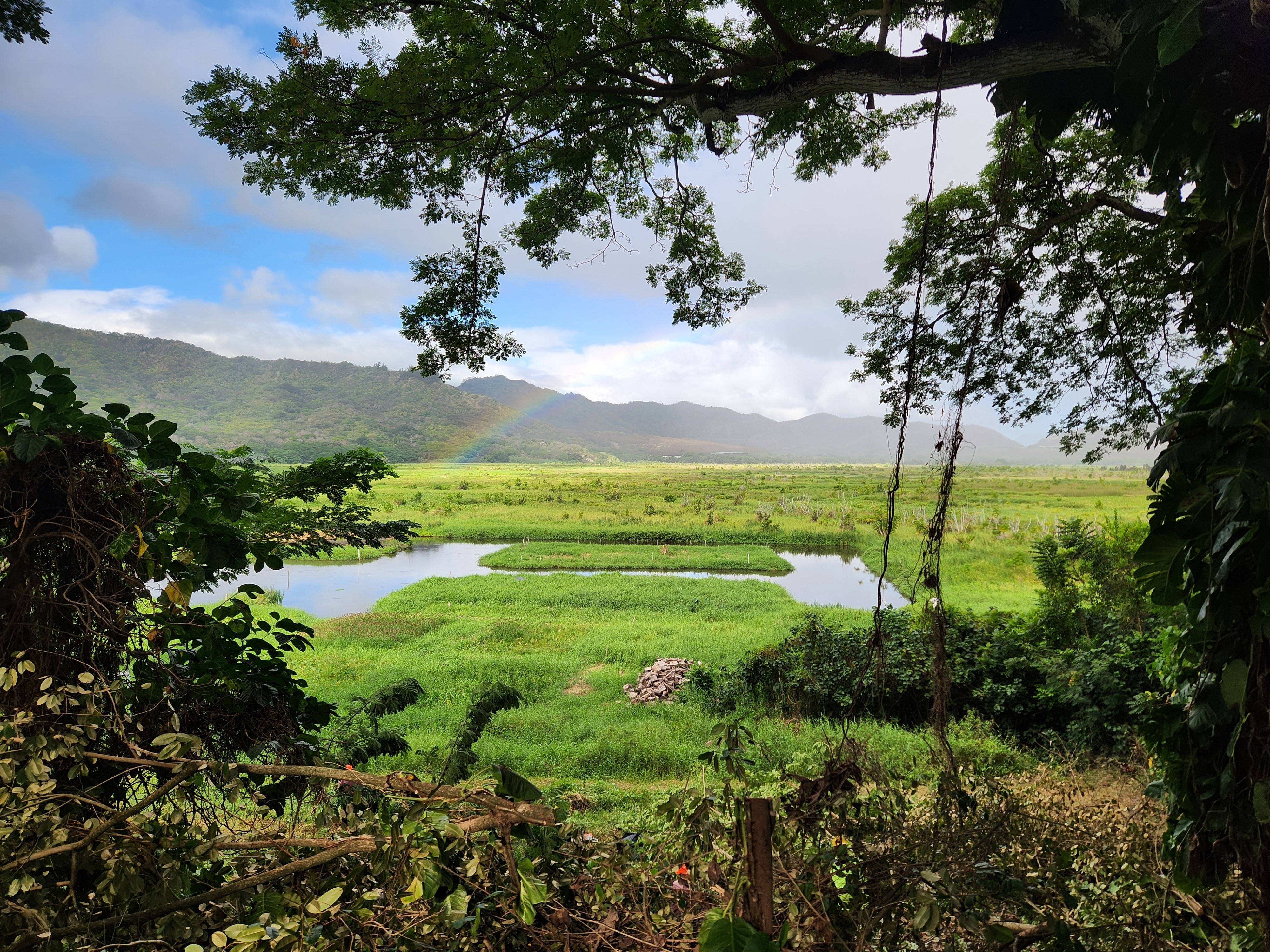 Tree Trimming Arborist