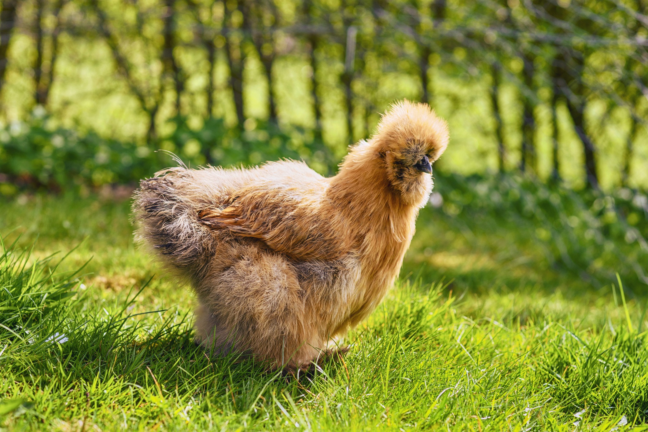 chicken hen raising breed