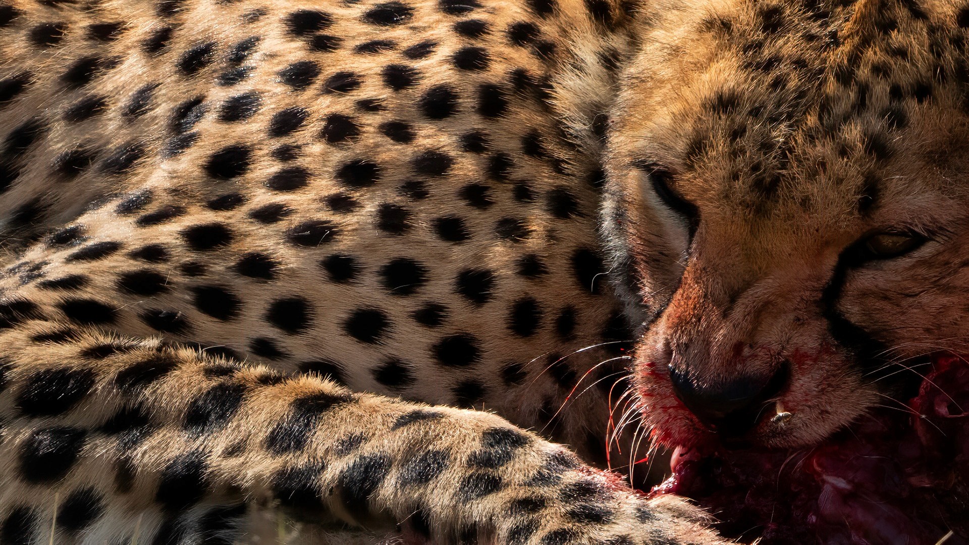 Cheetah bite, Kenya