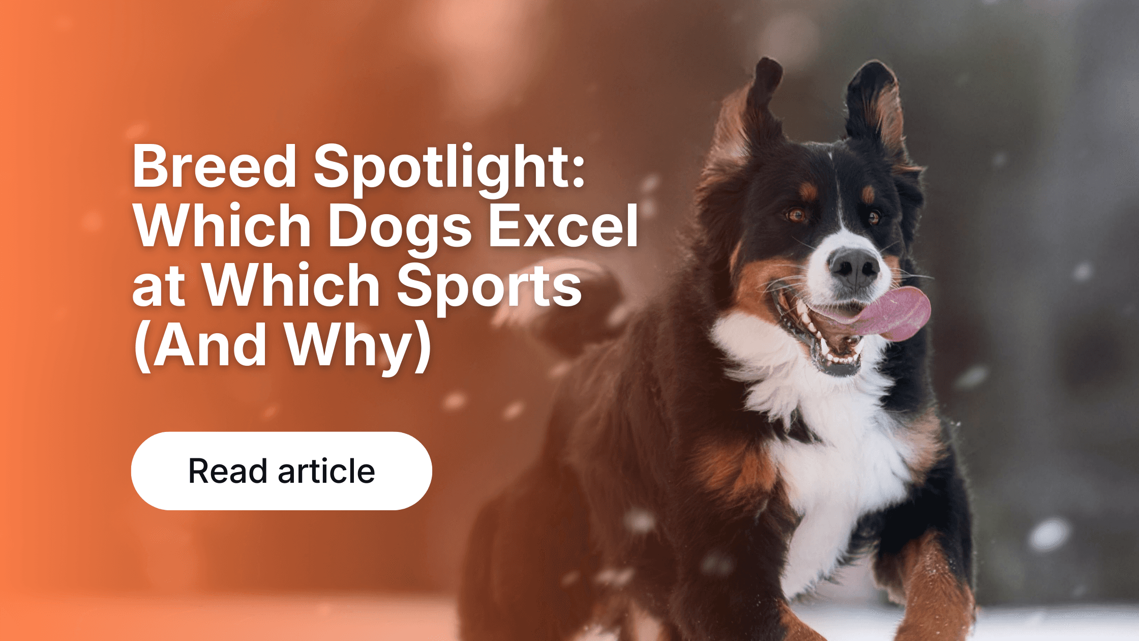 Dog Activity Tracking: Why Data Improves Health & Fitness