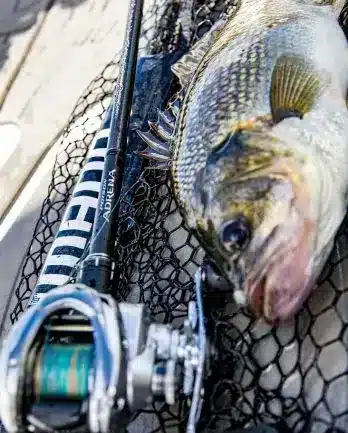 SHIMANO