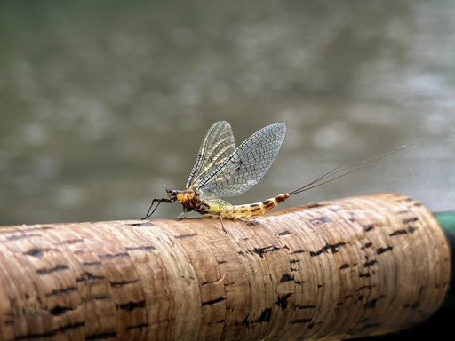 Barcelona dry fly trout fishing