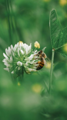 Close-up of a dark green leaf showing its textured surface and central vein against a muted background.