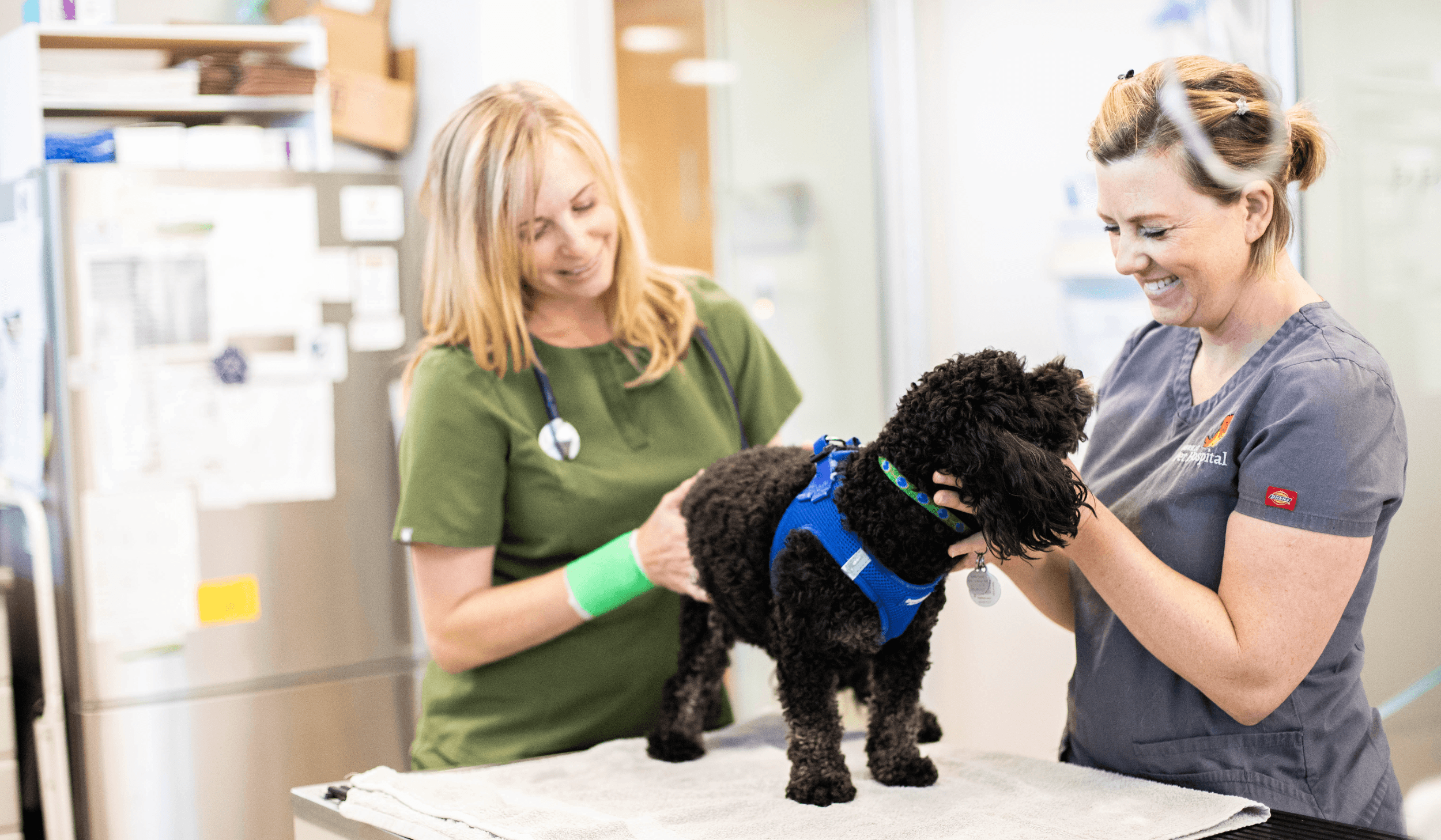 2024 Veterinary Stats: Everything To Know About The Veterinary Industry