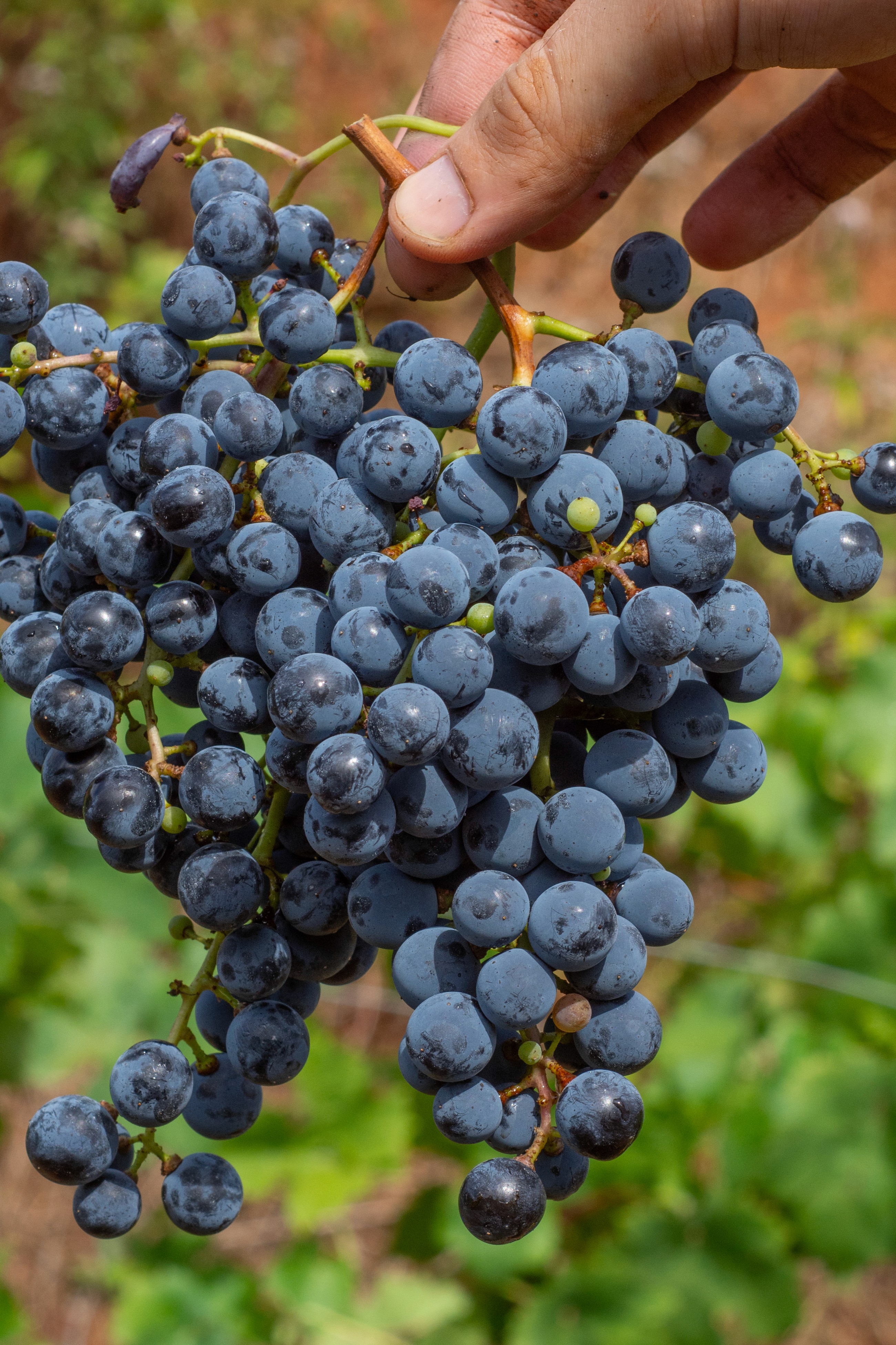 A hand holding a grape in a vineyard