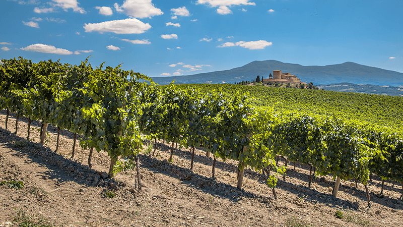 Beautiful Sonoma Valley vines.