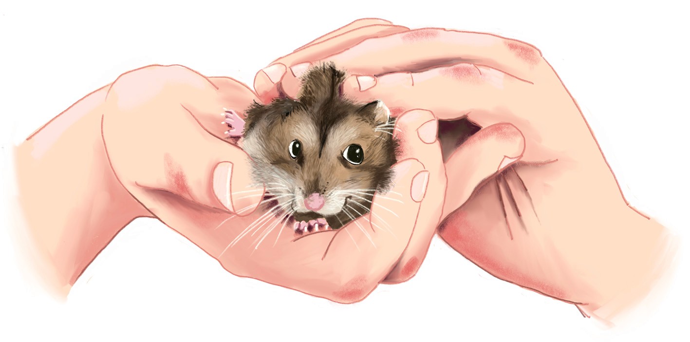 Zwei Hände halten einen Hamster