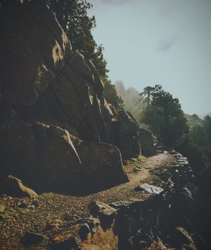 Close-up of a dark green leaf showing its textured surface and central vein against a muted background.