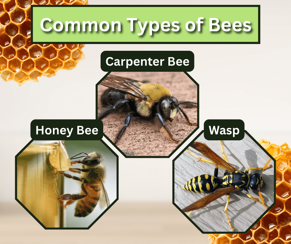 common types of bees