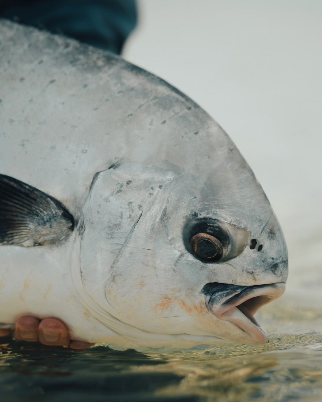 A permit head held just above water on shallow flats
