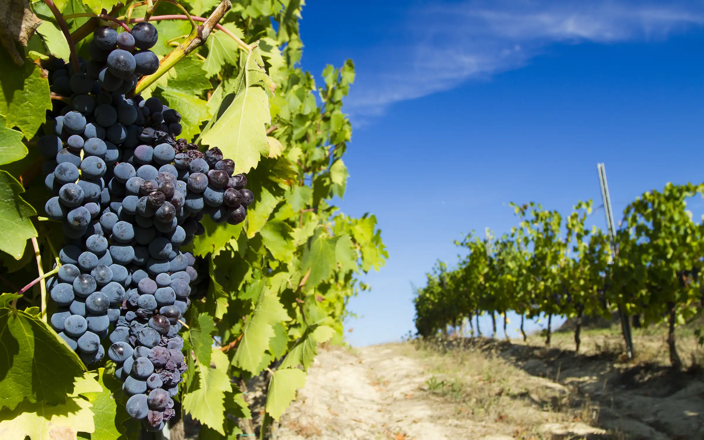 Vingård i Toscana | Expa Travel