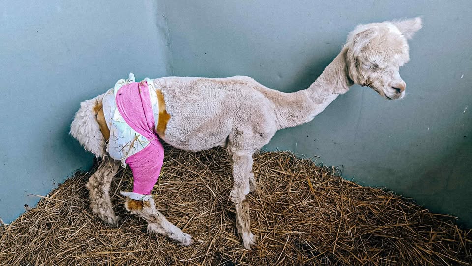 Mała alpaczka ze złamaną nóżką, na której ma założony opatrunek stoi na sianie w pomieszczeniu w szpitalu weterynaryjnym