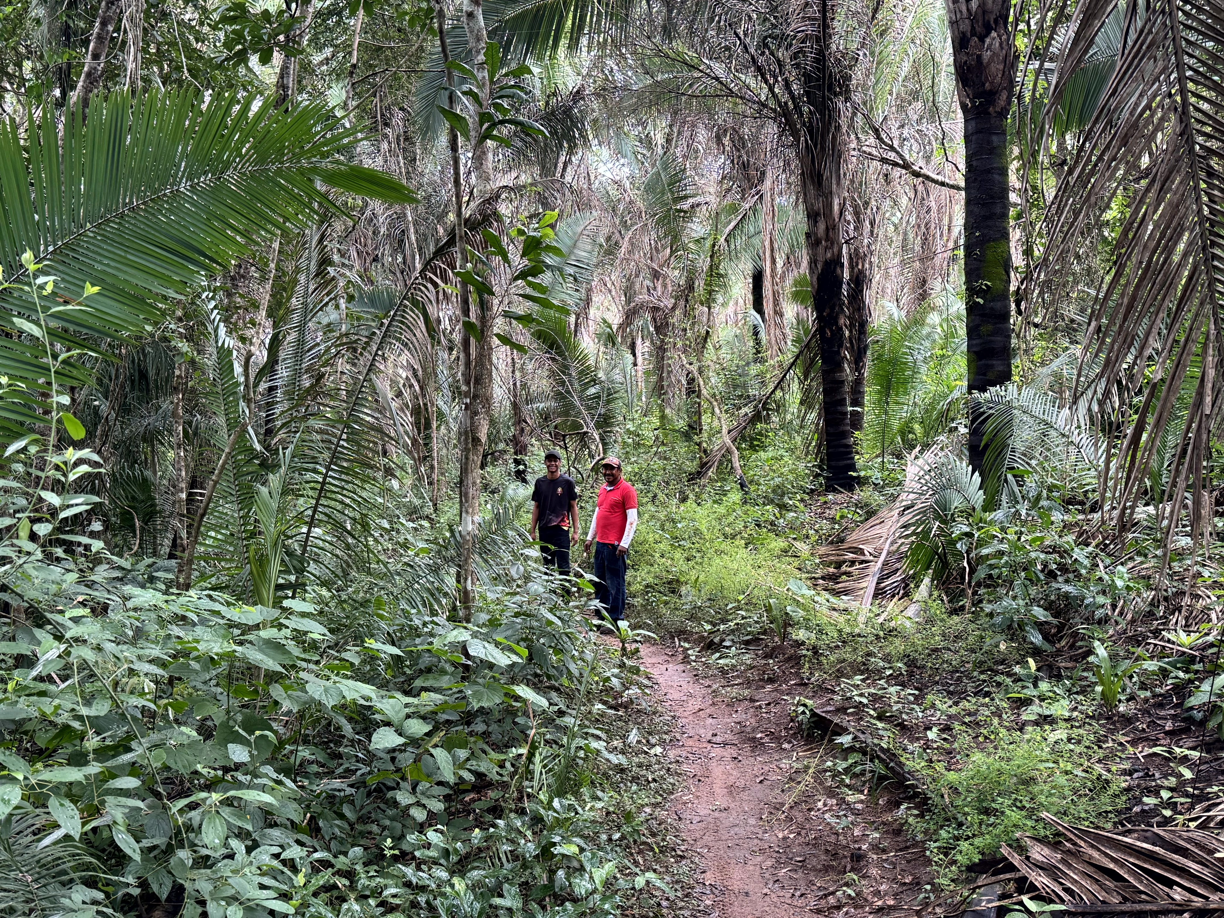 Wanderung durch den dichten Regenwald im Quilombo-Gebiet der Serra das Araras – eine authentische Begegnung mit Natur und Geschichte inmitten beeindruckender tropischer Vegetation.