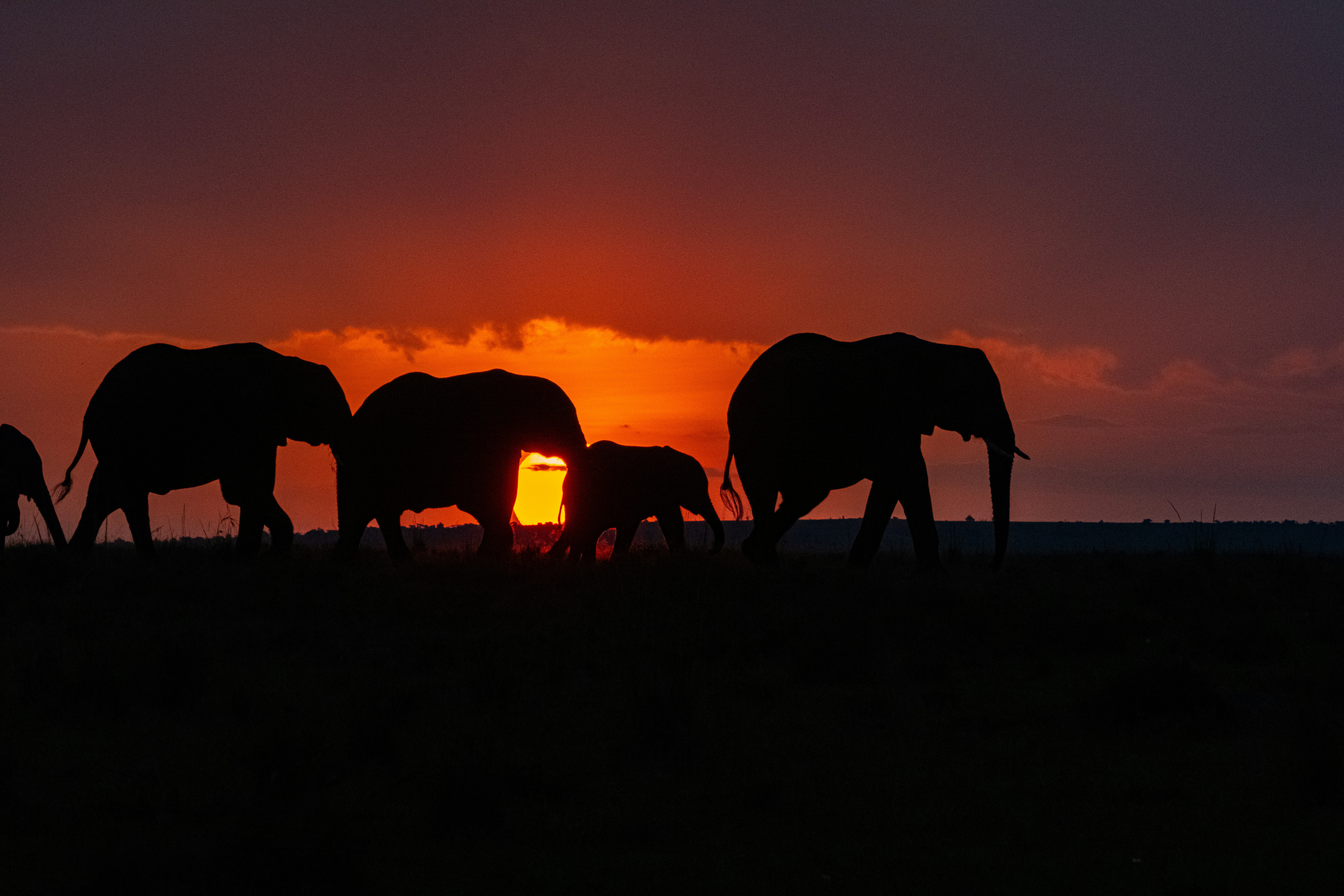 Elephant Advisory team and company overview