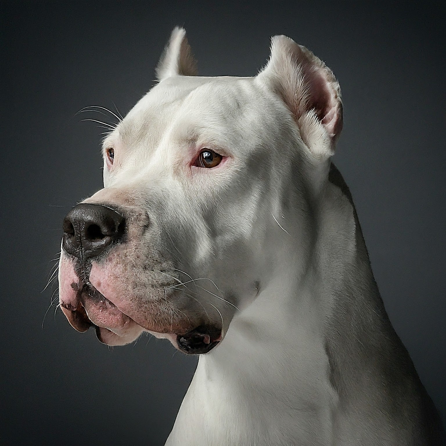 BUDDYUNO, Dogo Argentino