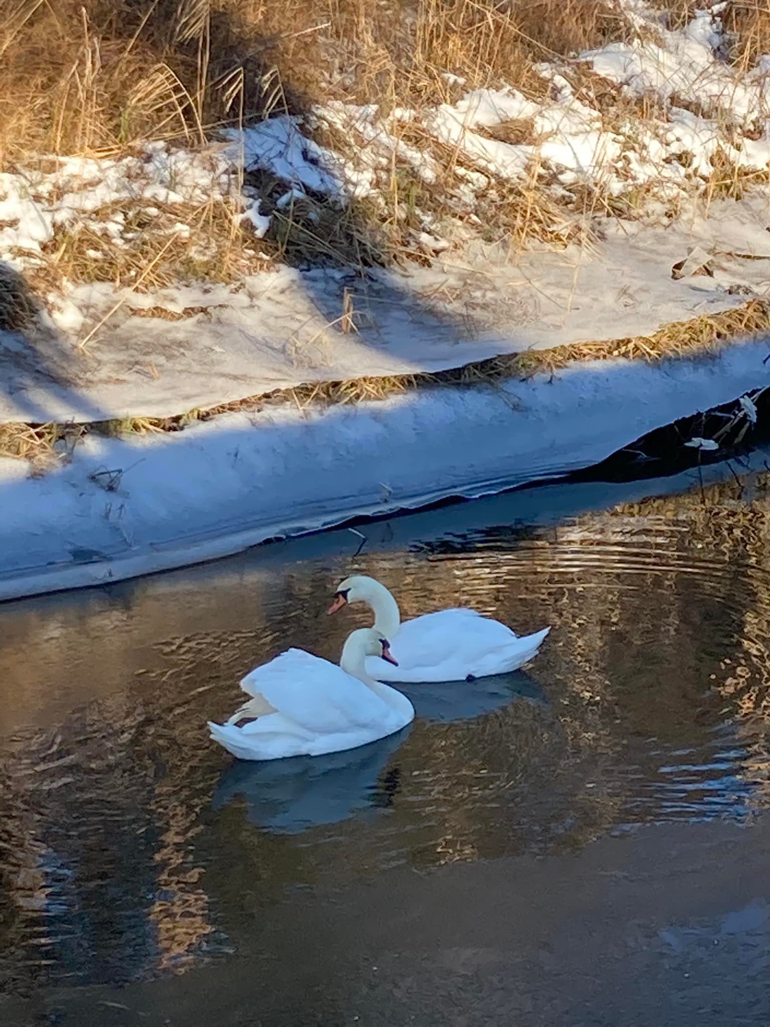 gray concrete dock bridge near seashore