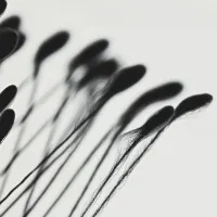 Abstract Organic Forms