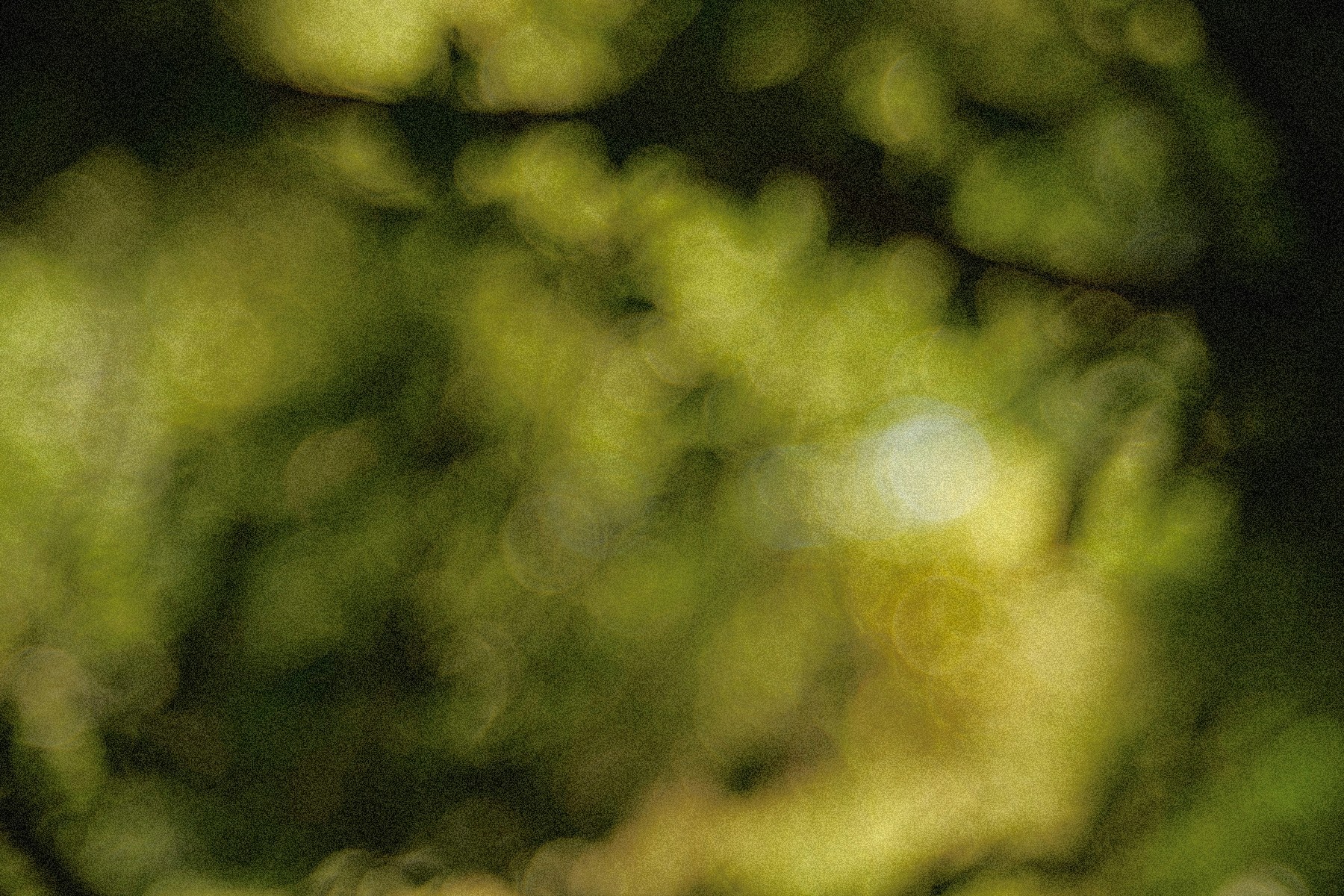 Las, delikatne, ciepłe kolory, rozmany obraz.