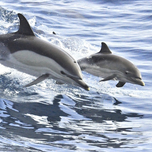 WHITE TENERIFE EXCURSIONS