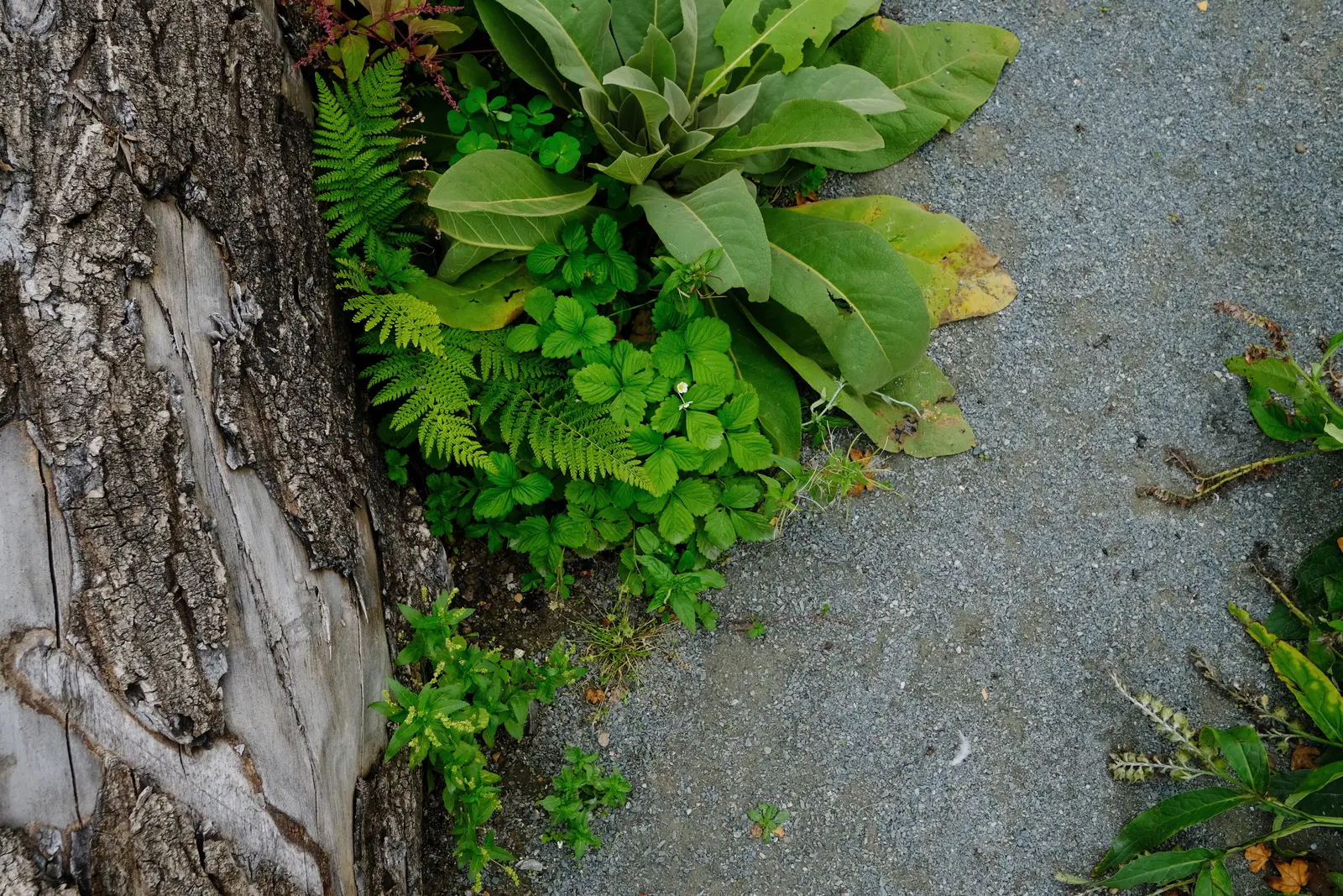Aerial view of a garden with stones and lush green plants, showcasing natural textures and colors.