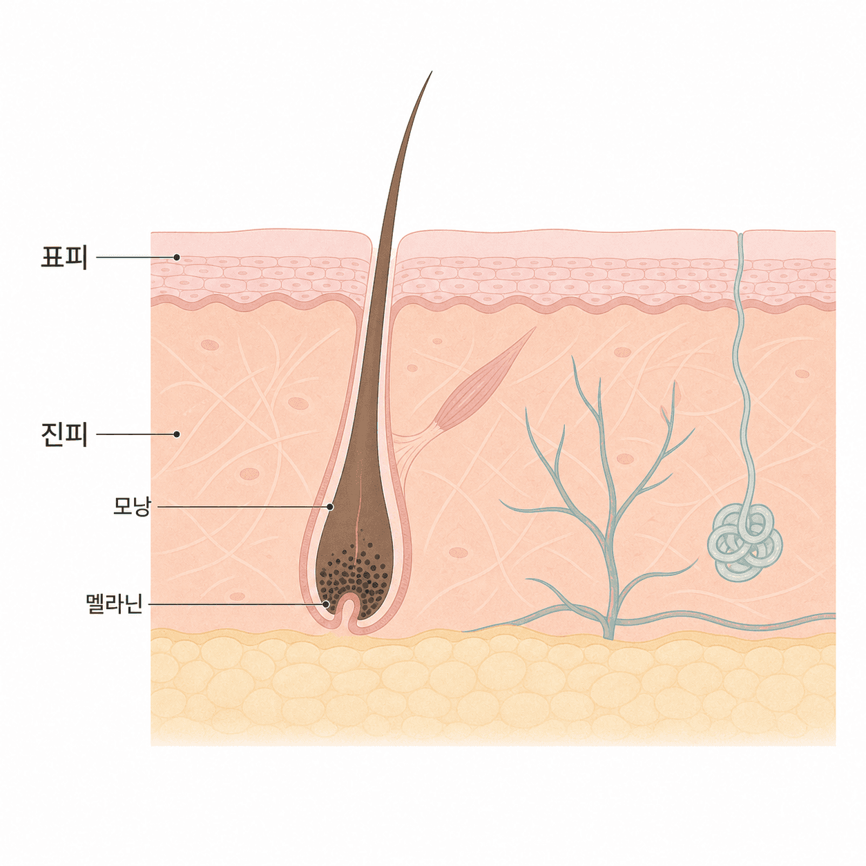 표피와 진피 속 모낭, 그리고 멜라닌이 모인 모낭 뿌리