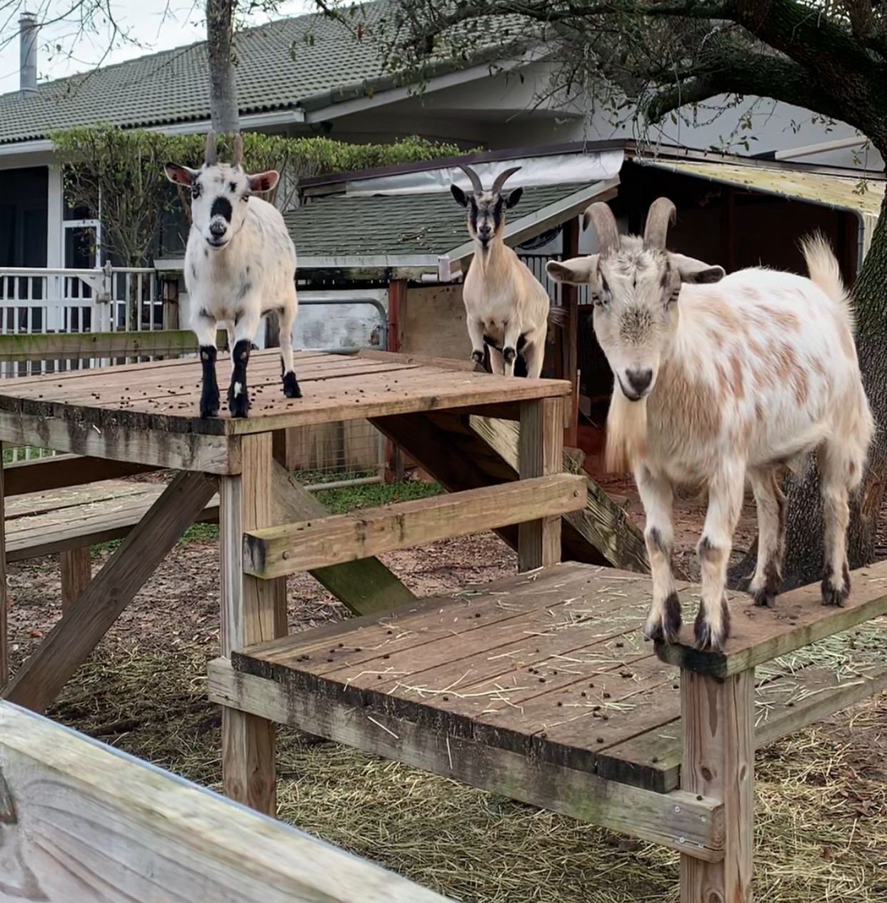 goats climbing on wood structure