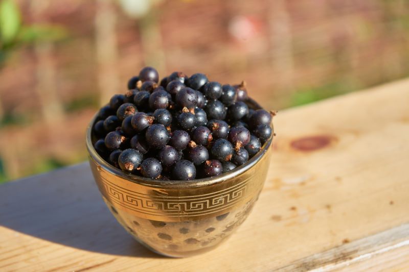 Ribes neri