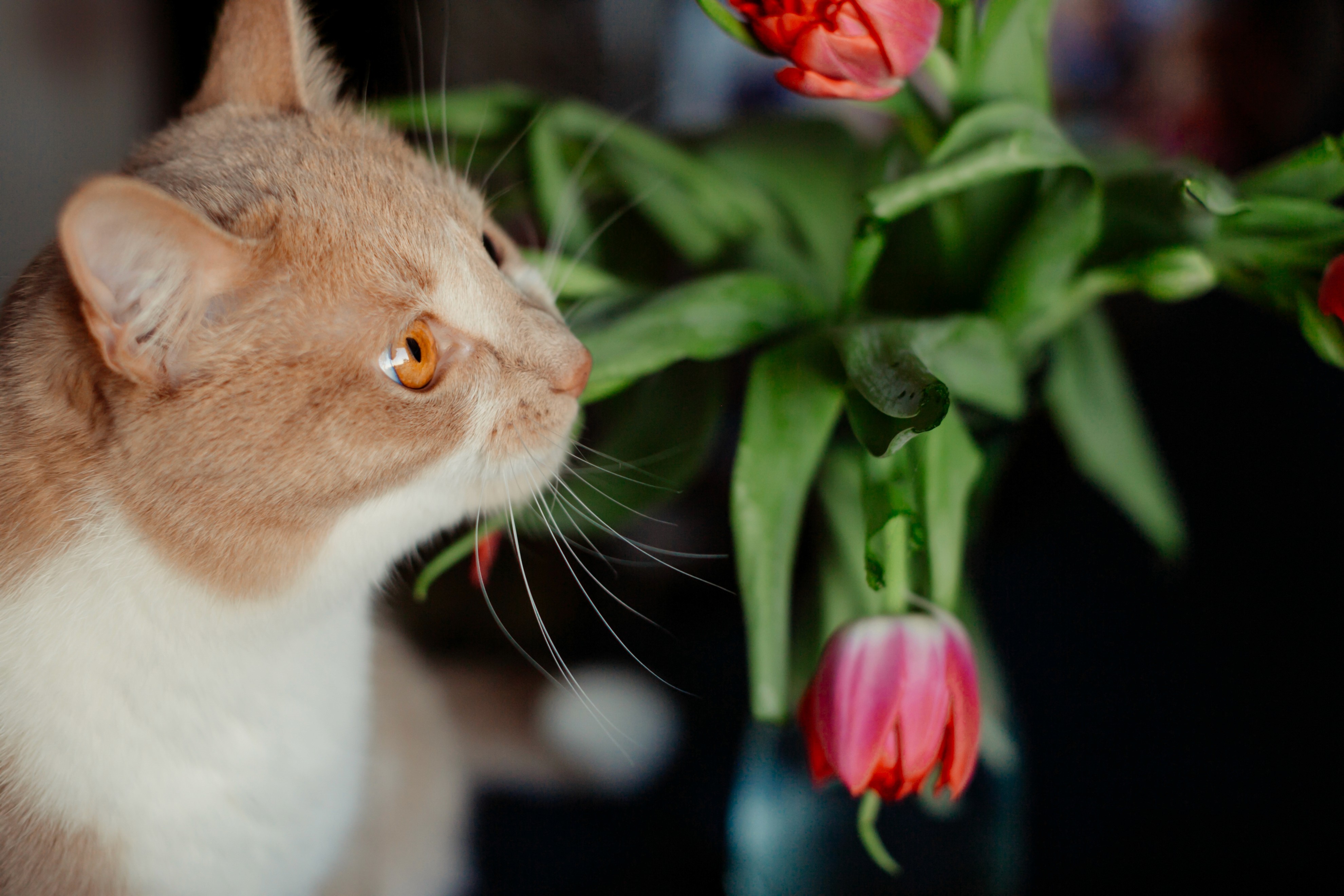 45 House Plants Toxic to Cats