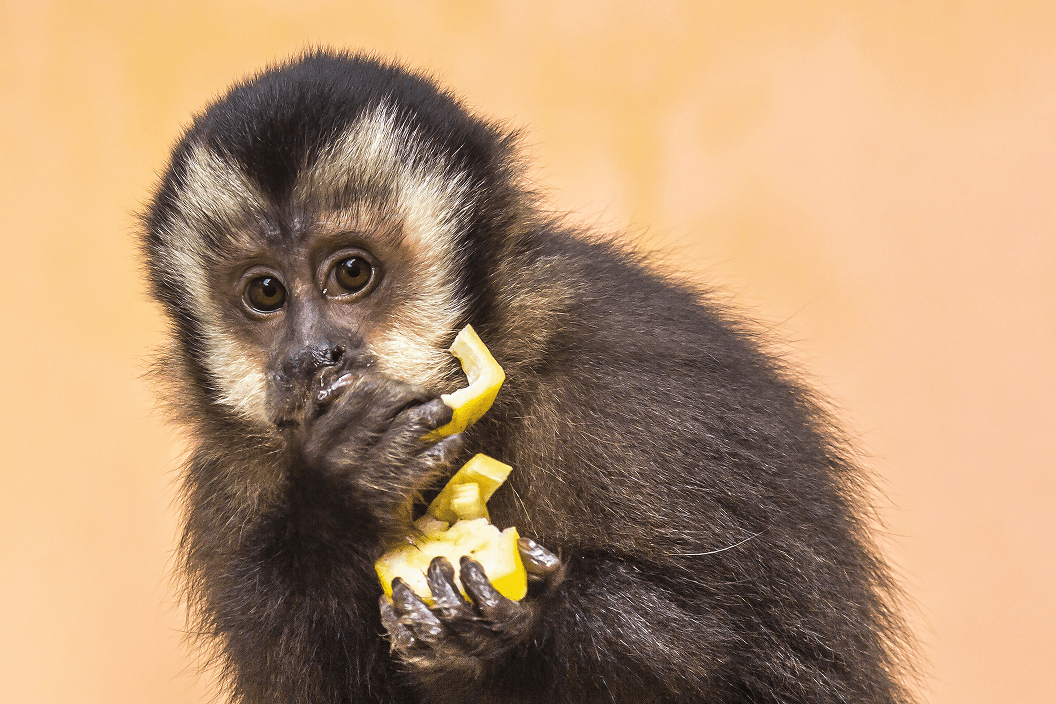 A fluffy gray rabbit rests on a floral chair.