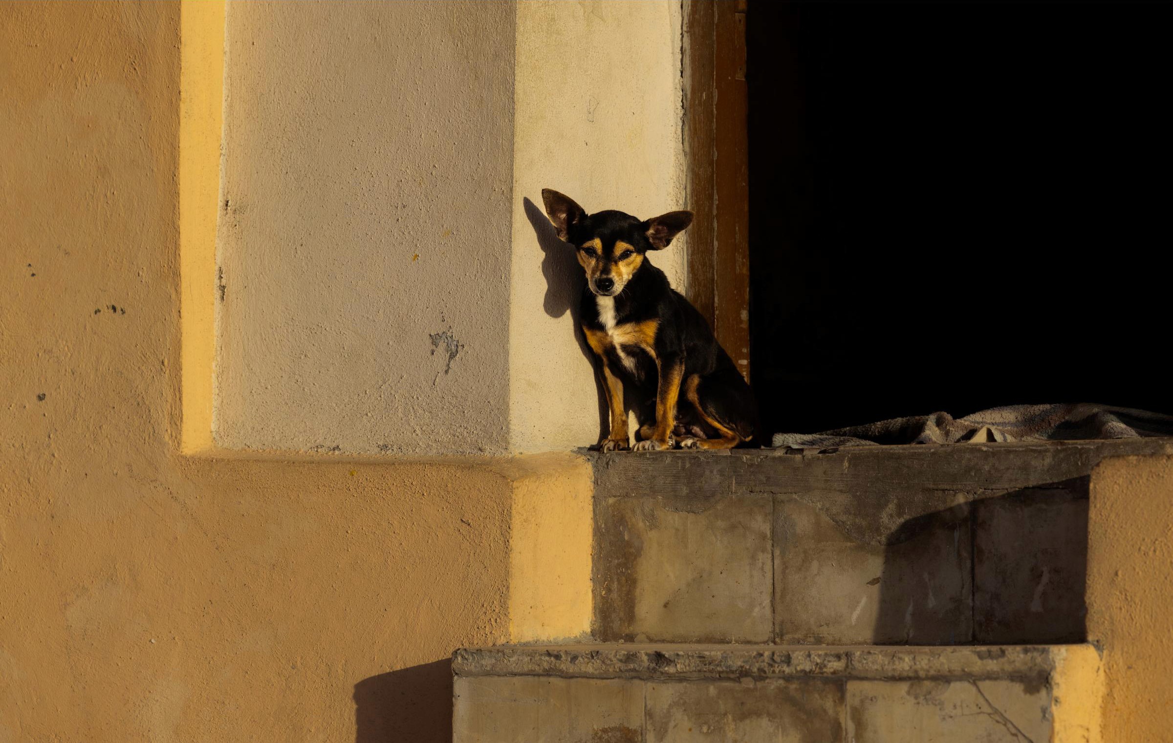 Ran into this tiny guardian of Havana’s beautiful light.