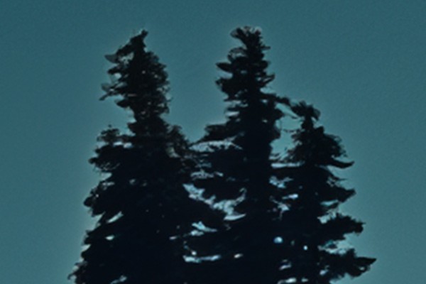 Distorted and artifact-ridden trees.