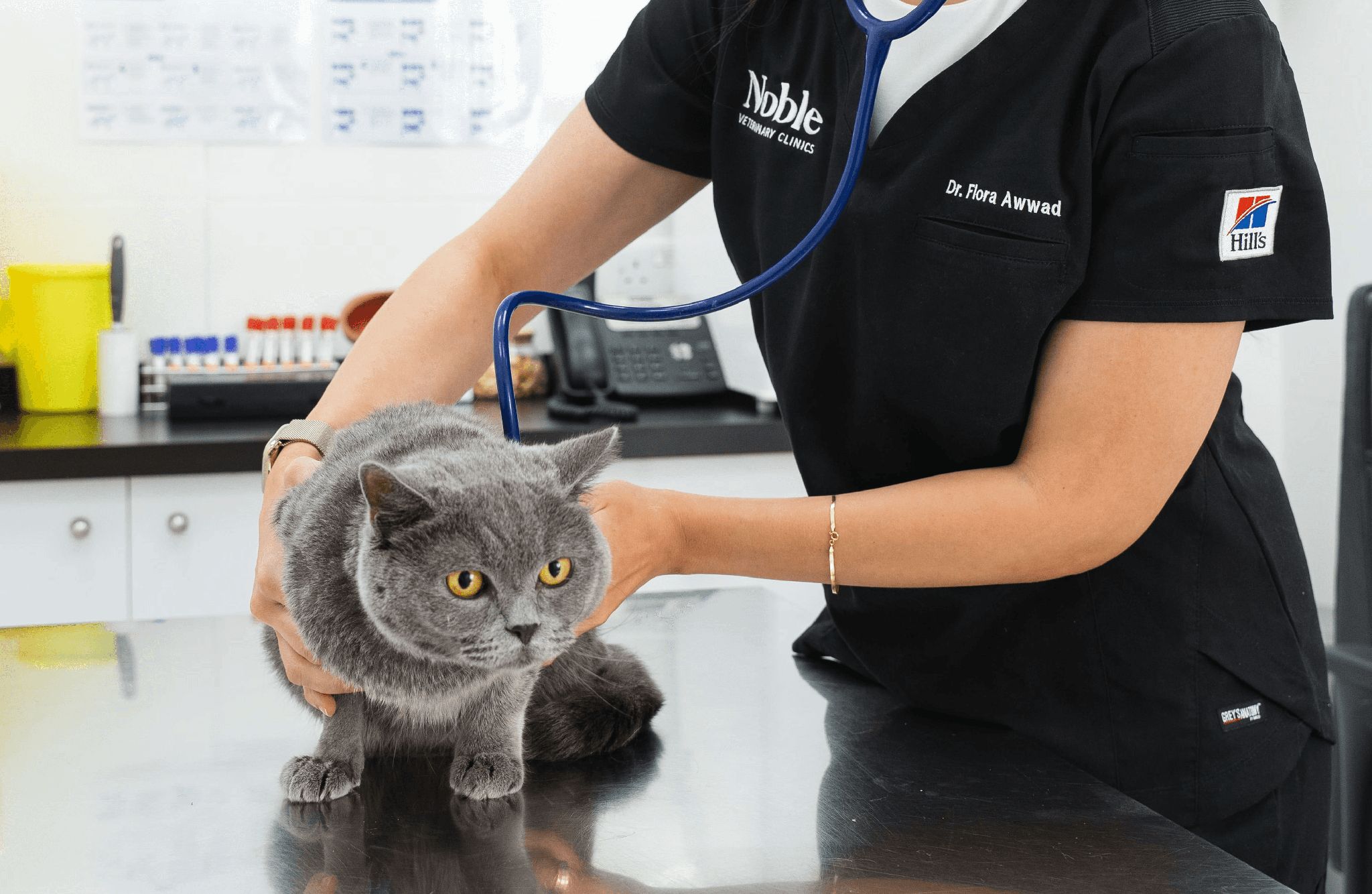 A veterinarian is checking a gray cat's breathing for symptoms of asthma.