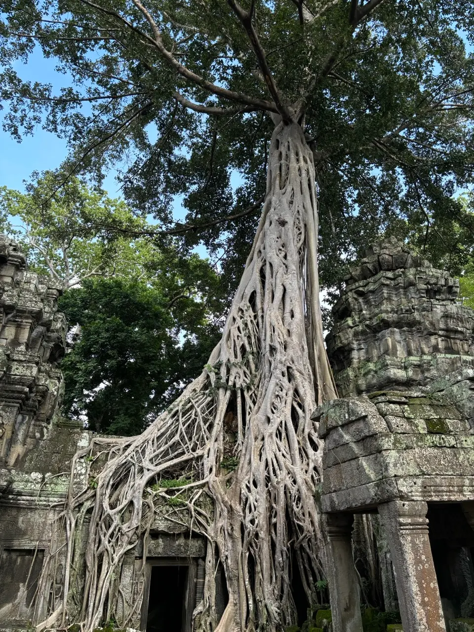 een door boomwortels overgroeide tempel