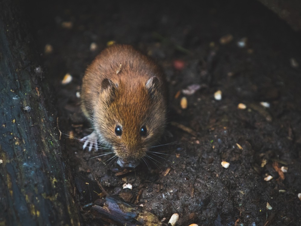 Rongeurs Ile de France
