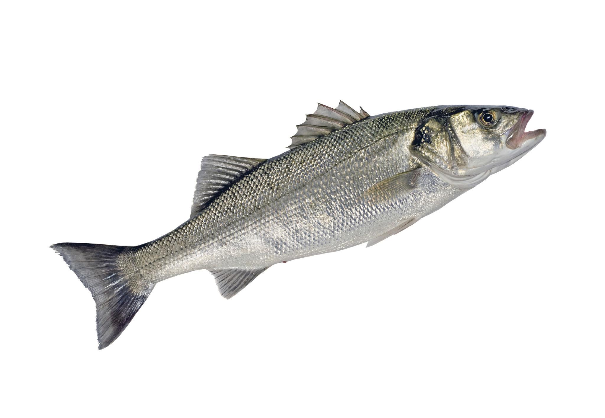 Sea Bass (Brancin)