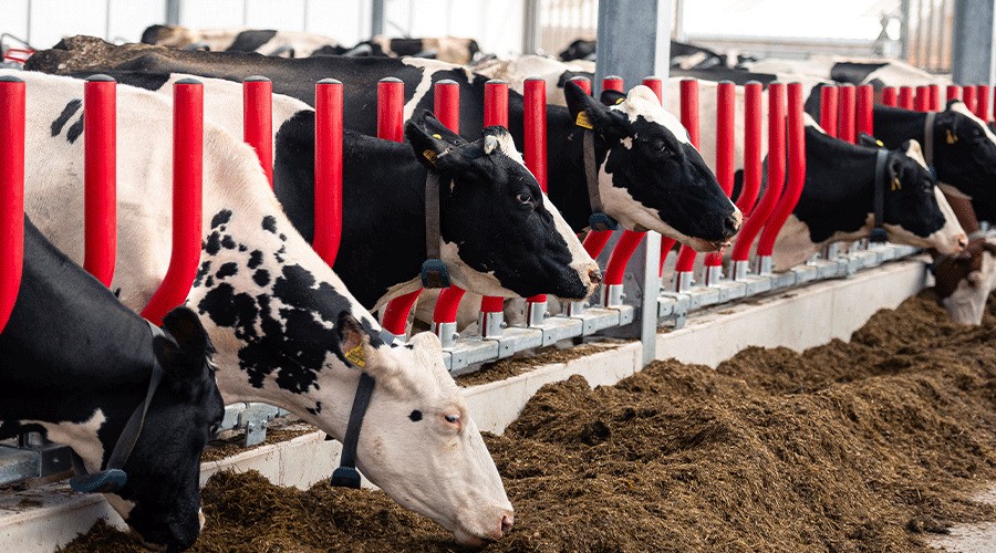 Zvedavé kravy v modernom a priestrannom ustajnení. Spoločnosť Merkanta navrhuje poľnohospodárske stavby a technológie s maximálnym dôrazom na pohodlie, zdravie a welfare hospodárskych zvierat.