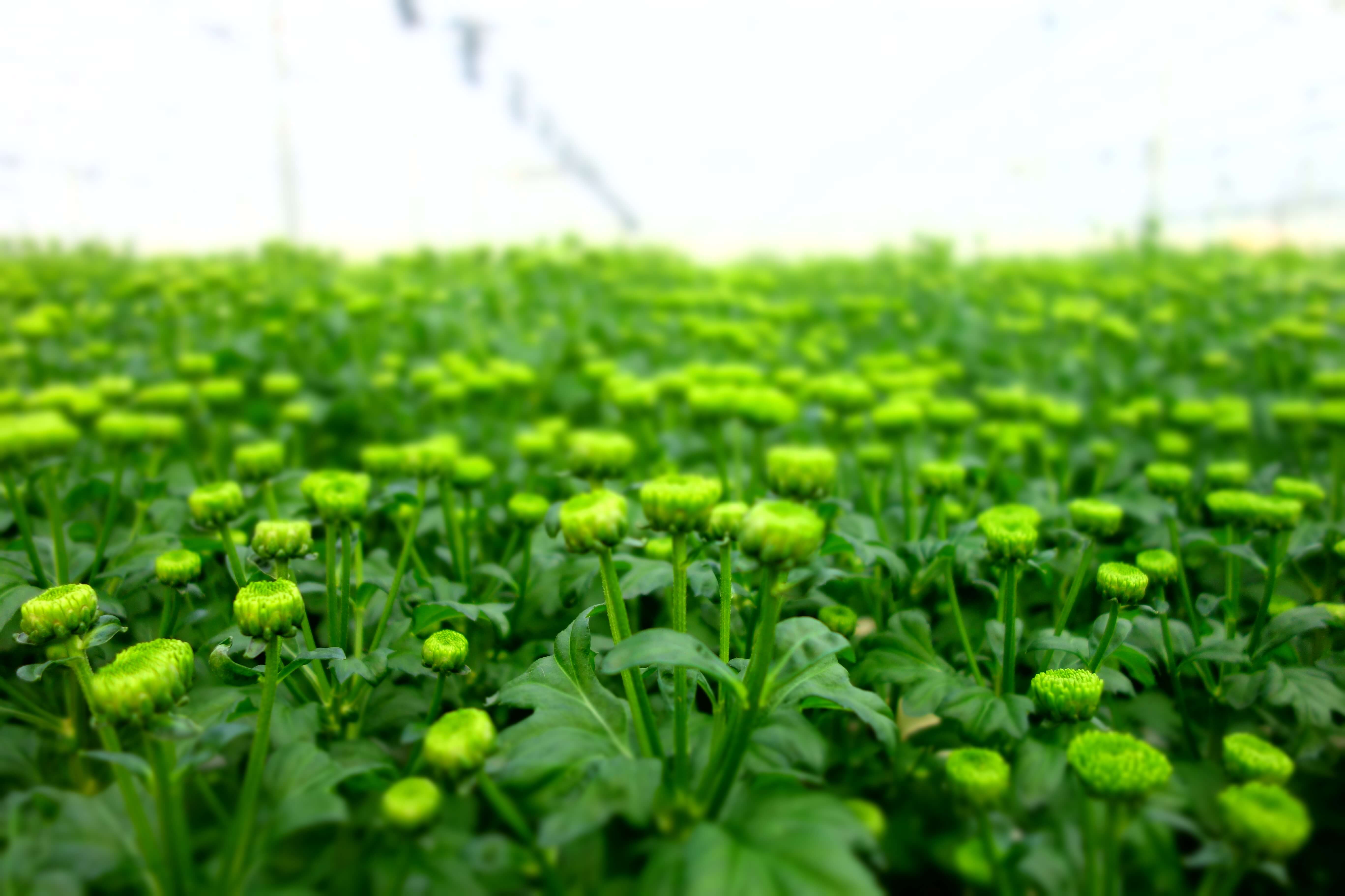 Tuinbouw Fidus Advies