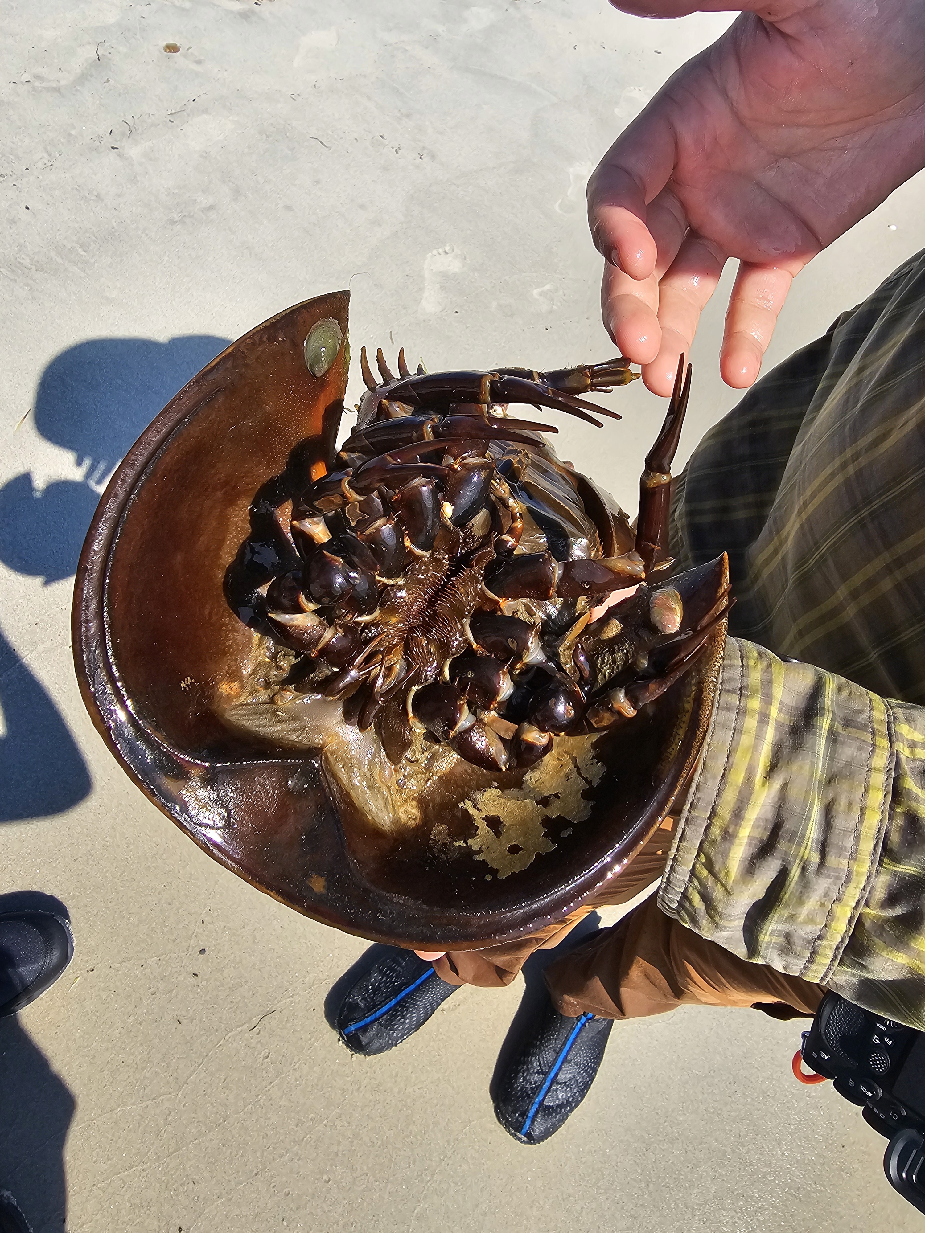 Cape Cod, tun, bonito, striper, horseshoe crab