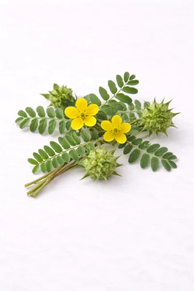 A small arrangement of TRIBULUS TERRESTRIS
FRUIT plant on a white background.