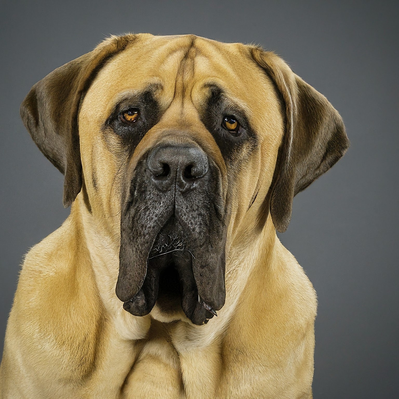 BUDDYUNO, Mastiff