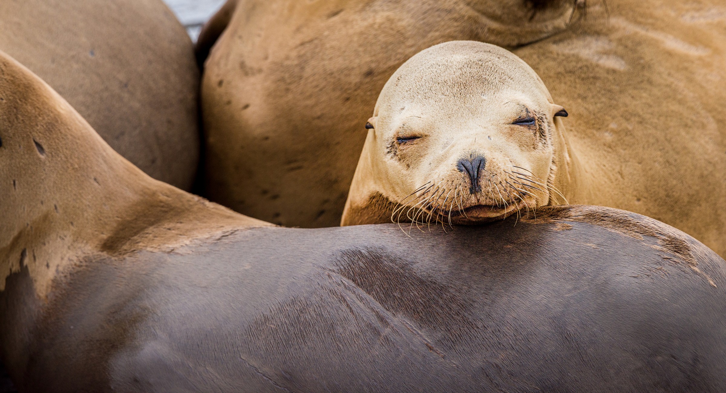 Prickly Pear Cactus Fruit