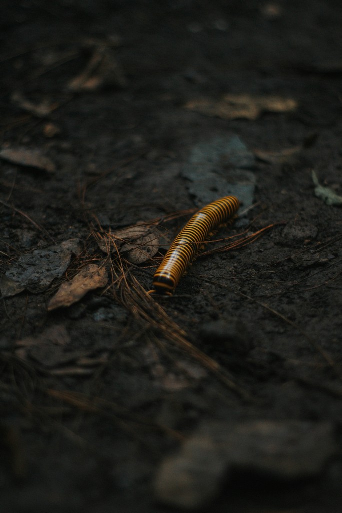 gusano barrenador ganado