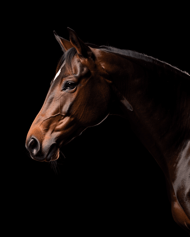 Horse Fine Art Portrait Profile