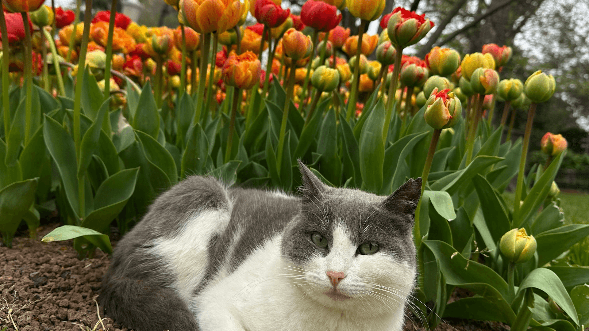 Gray and white cat resting among colorful tulips in an Istanbul spring garden, peaceful outdoor scene surrounded by blooming flowers
