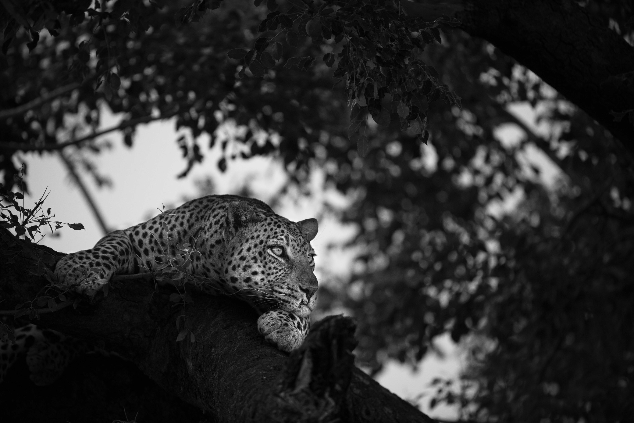 Bellevoire Architecture design