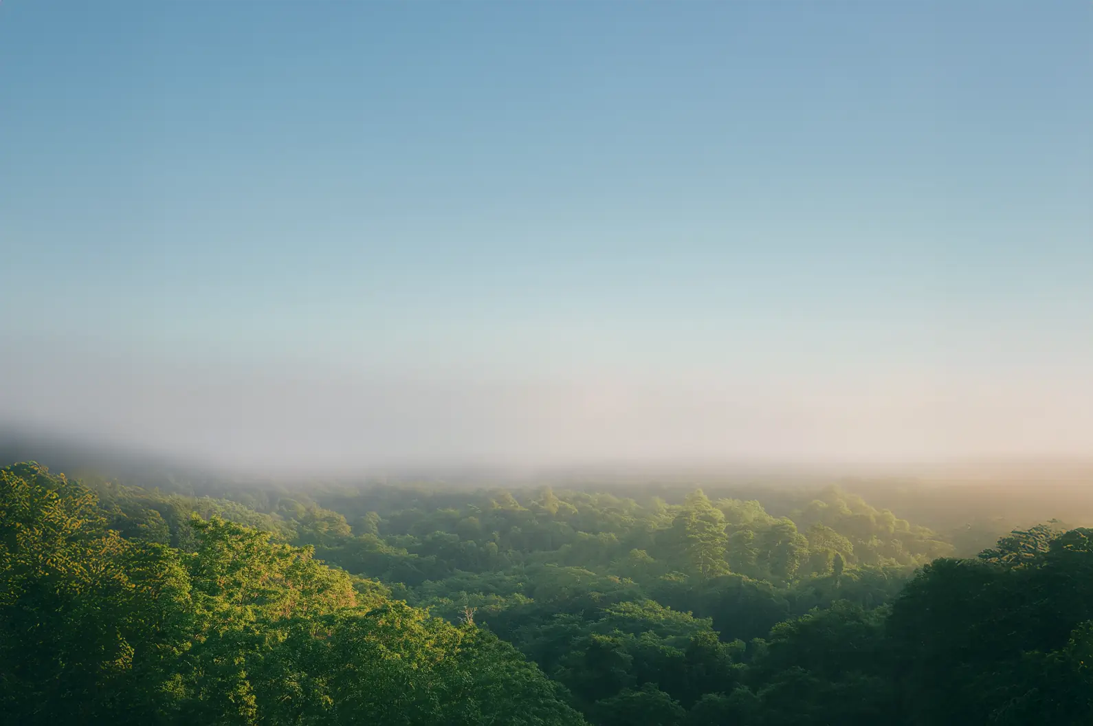Landschaft mit Wald und weiter Aussicht unter blauem Himmel