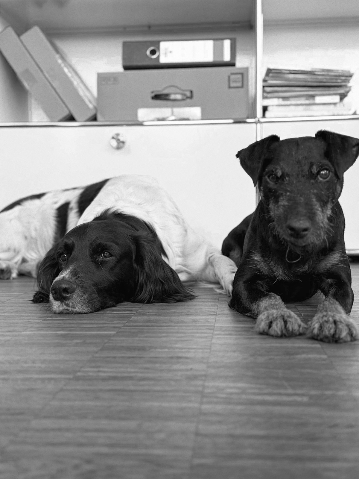 Zwei Bürohunde, Hector und Frodo, liegen entspannt auf dem Parkettboden im Büro von Beinker Architektur – Teil des „Wohlfühlmanagements“.
