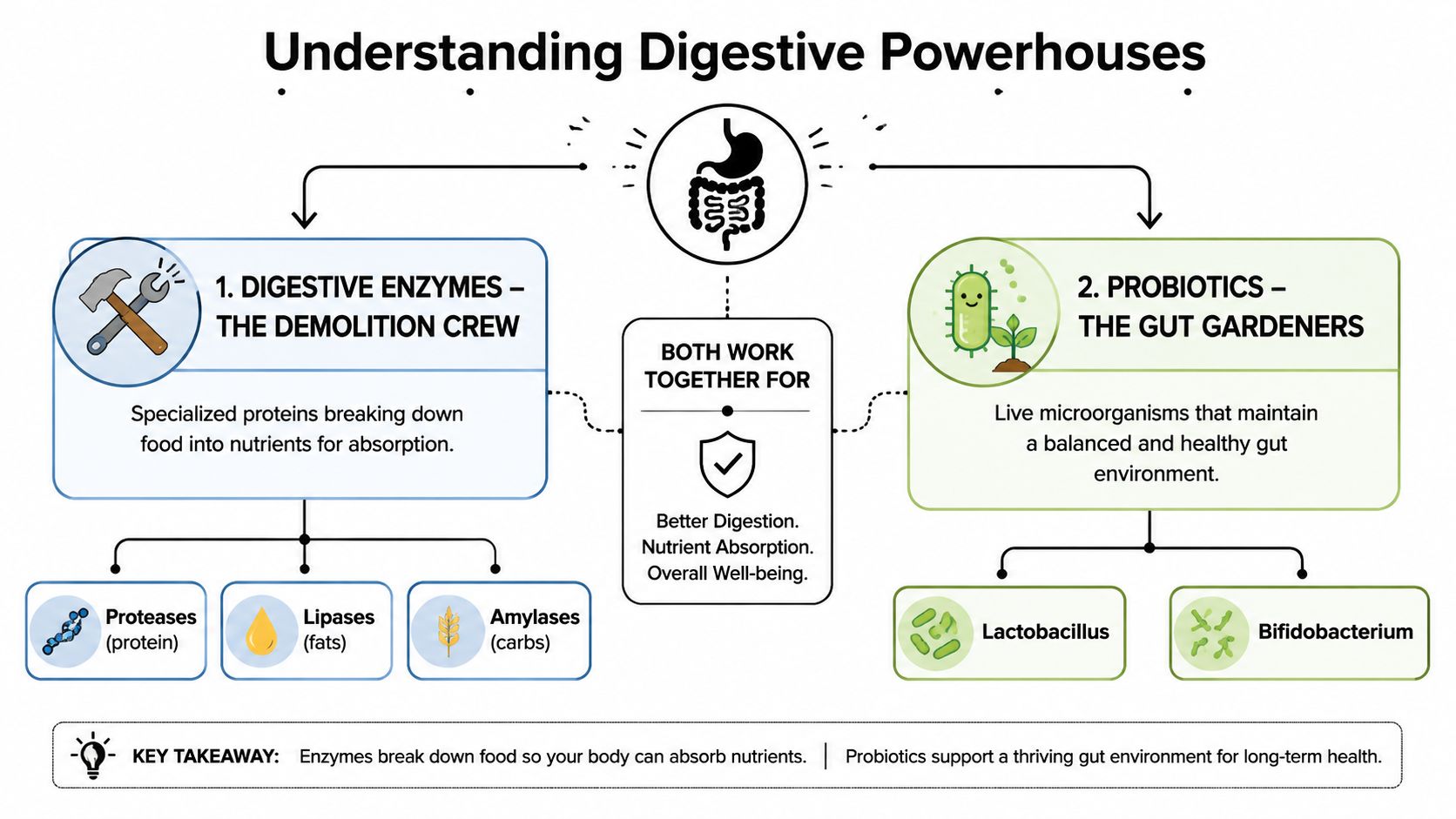 A diagram explaining the roles of digestive enzymes and probiotics in maintaining gut health and nutrition.