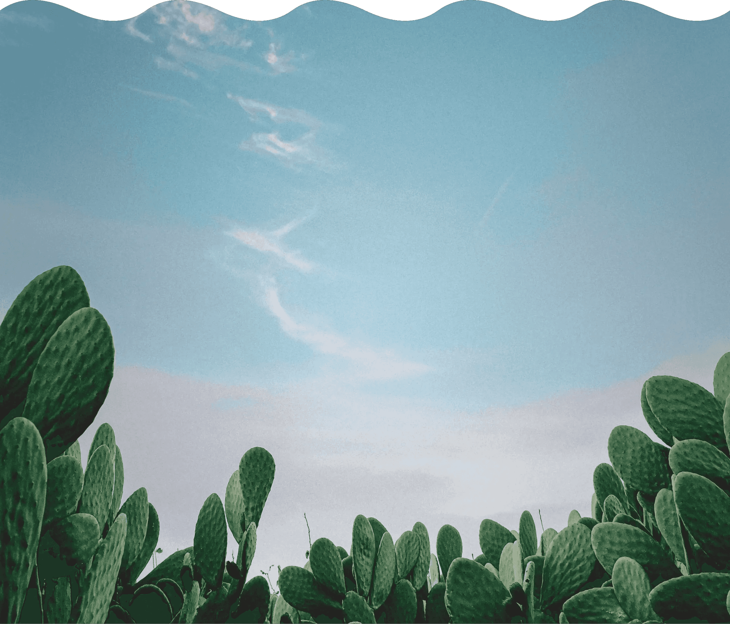 green-leafed plant