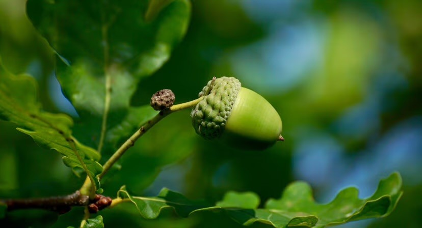 A close-up of a single unripe green acorn on an oak branch, surrounded by lobed oak leaves against a blurred green background.